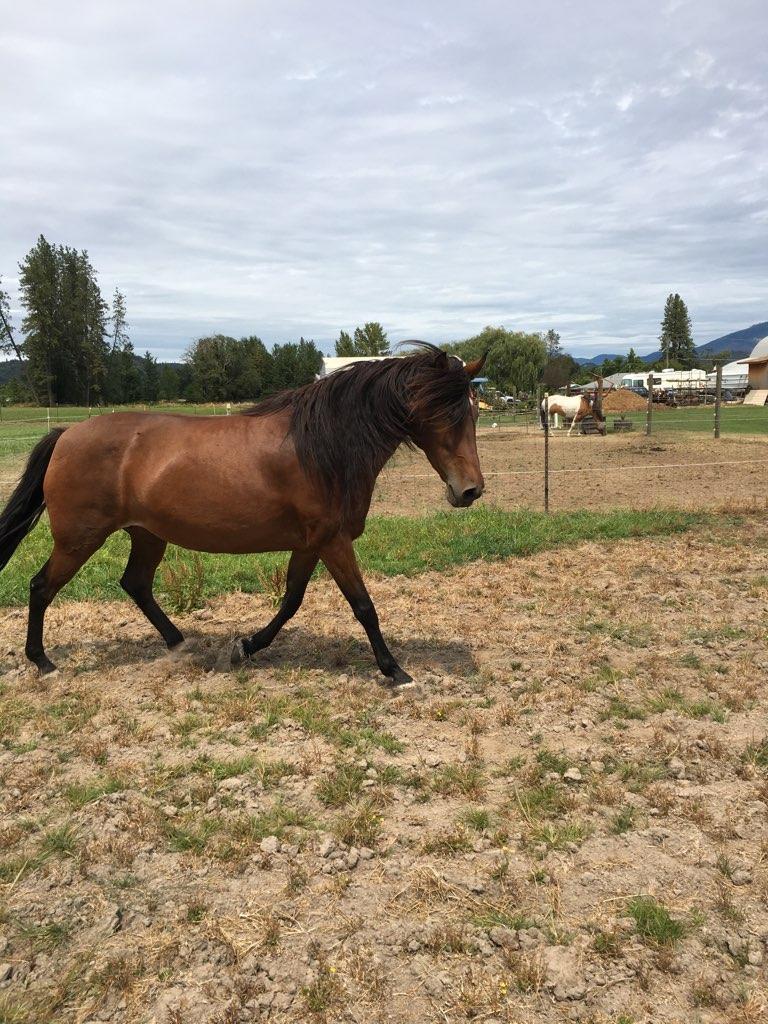 Pure Puerto Rican Paso Fino moving freely in a pasture