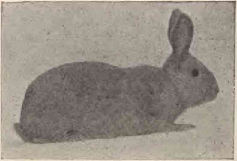 Archival Lilac buck, labeled in the 1928–1929 ARBA predecessor guidebook, printed page 61. Historical monochrome photograph; coat color cannot be judged from this image.