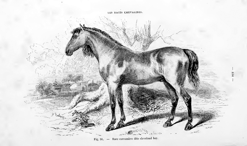 Historical illustration of a Cleveland Bay horse; this is artwork, not a modern photograph.