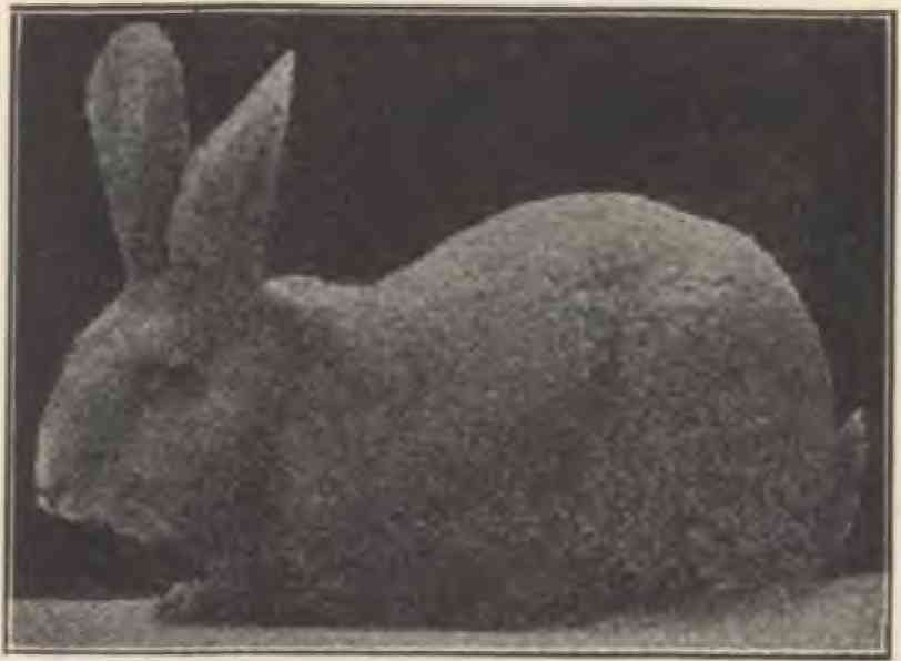 Archival Blue Beveren buck, reproduced from the 1928–1929 ARBA predecessor guidebook, printed page 53. Historical monochrome photograph; not a current registered animal or a color reference.