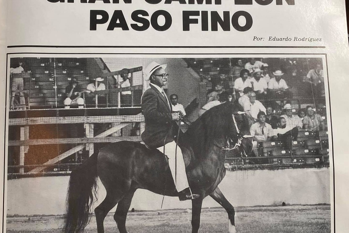 Historic Pure Puerto Rican Paso Fino image from the archive
