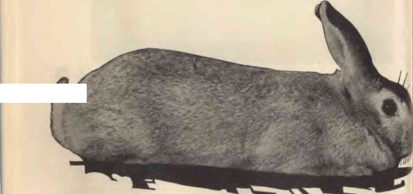 Archival Heavyweight Chinchilla doe, the historical American Chinchilla type, printed page 54 of the 1928–1929 guidebook. Original scan includes a white obstruction near the tail. Historical monochrome photograph; not a current pedigree record.