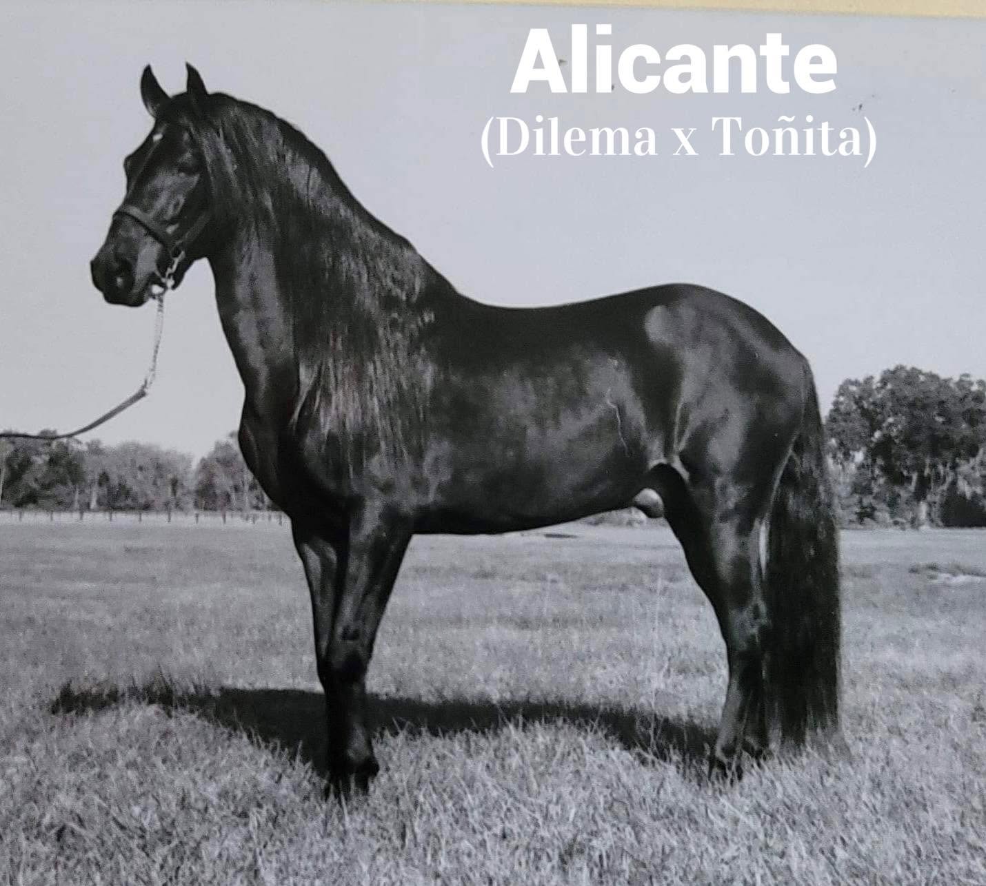 Historic photograph of Alicante