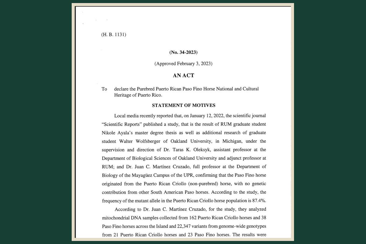 Puerto Rico legislation recognizing and protecting the Paso Fino